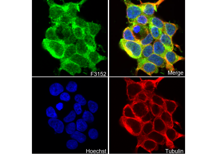 LMAN1 Antibody