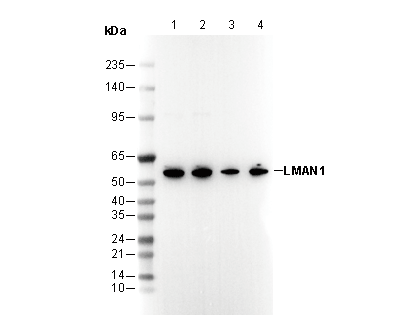 LMAN1 Antibody