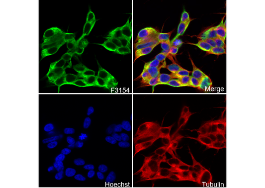 EB3 Antibody