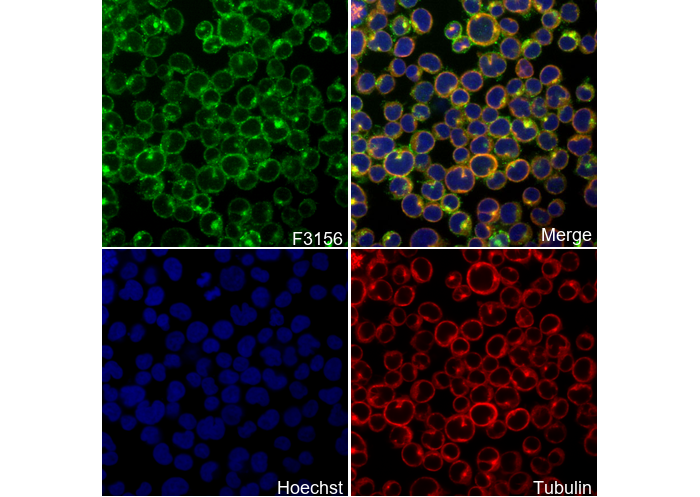 Phospho-CD3 ζ (Tyr142) Antibody