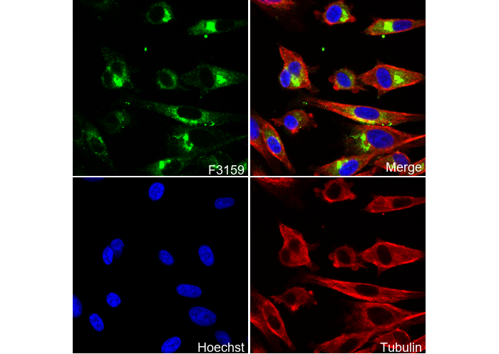 CD97 Antibody