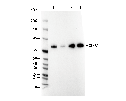 CD97 Antibody