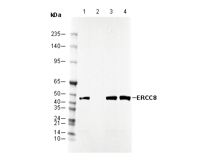 ERCC8 Antibody