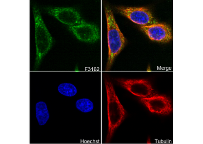 β Synuclein Antibody