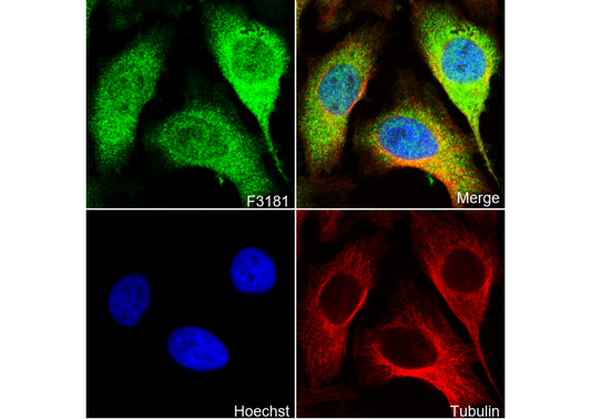 Bag3 Antibody