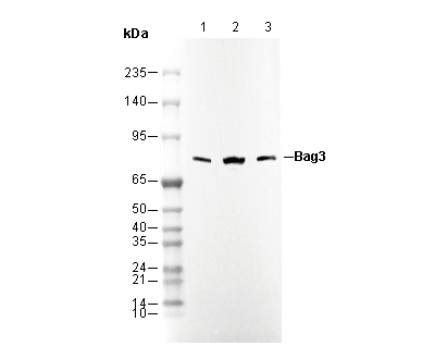 Bag3 Antibody