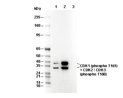 Phospho-CDK1 (T161) + CDK2/3 (T160) Antibody
