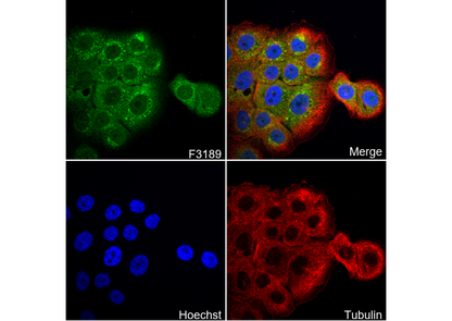 G-CSF Antibody