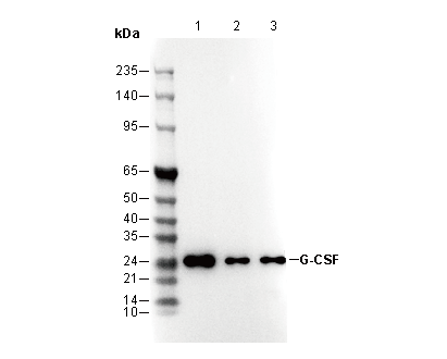 G-CSF Antibody