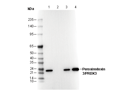 Peroxiredoxin 3/PRDX3 Antibody