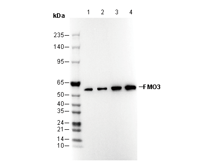 FMO3 Antibody