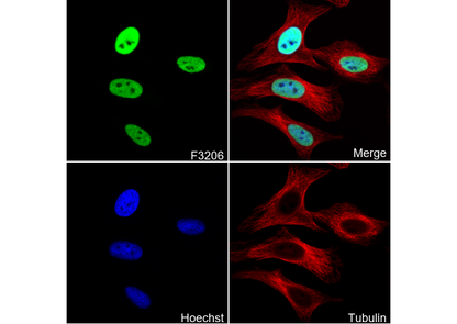 Phospho-MCM2 (Ser53) Antibody