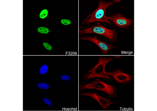 Phospho-MCM2 (Ser53) Antibody
