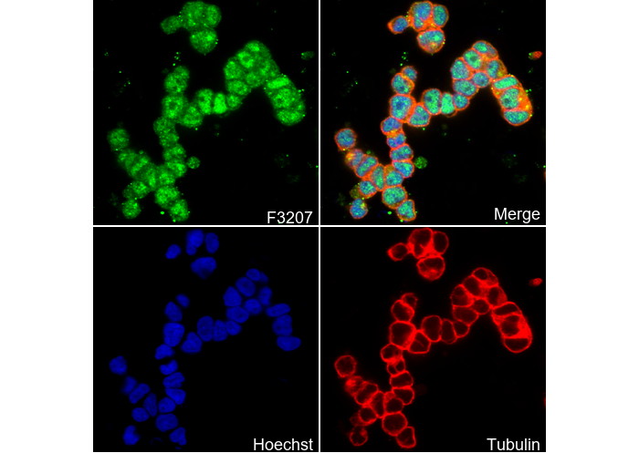 MASH1/Achaete-scute homolog 1 Antibody