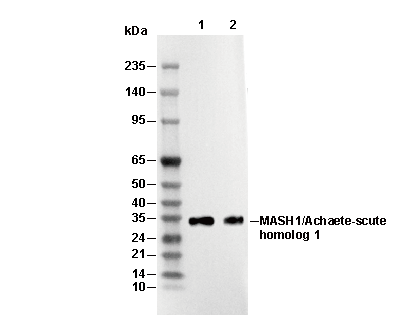 MASH1/Achaete-scute homolog 1 Antibody