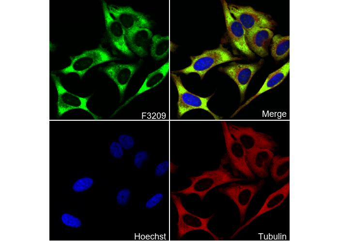 RPS24 Antibody
