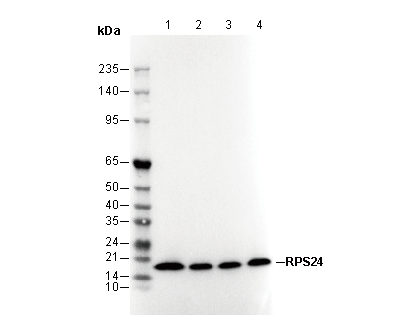RPS24 Antibody