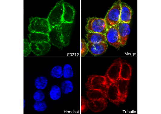 SLC7A5/LAT1 Antibody