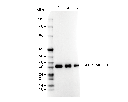 SLC7A5/LAT1 Antibody