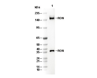 RON Antibody