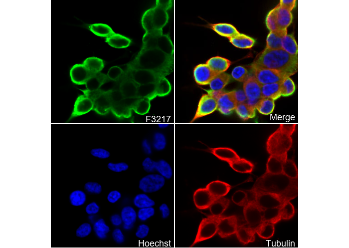 PAK1 Antibody