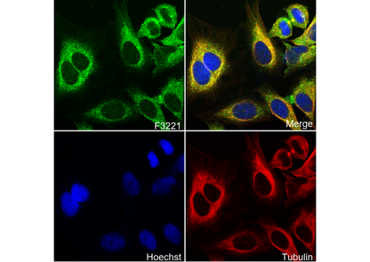 GIV Antibody