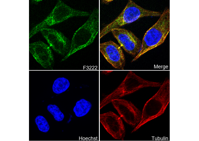 SLC27A4 / FATP4 C-terminal Antibody