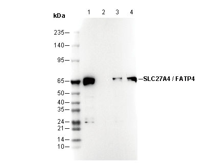 SLC27A4 / FATP4 C-terminal Antibody