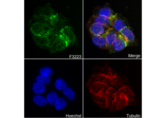 Nectin 2 Antibody