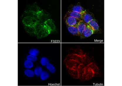 Nectin 2 Antibody