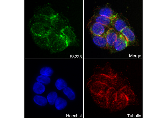 Nectin 2 Antibody