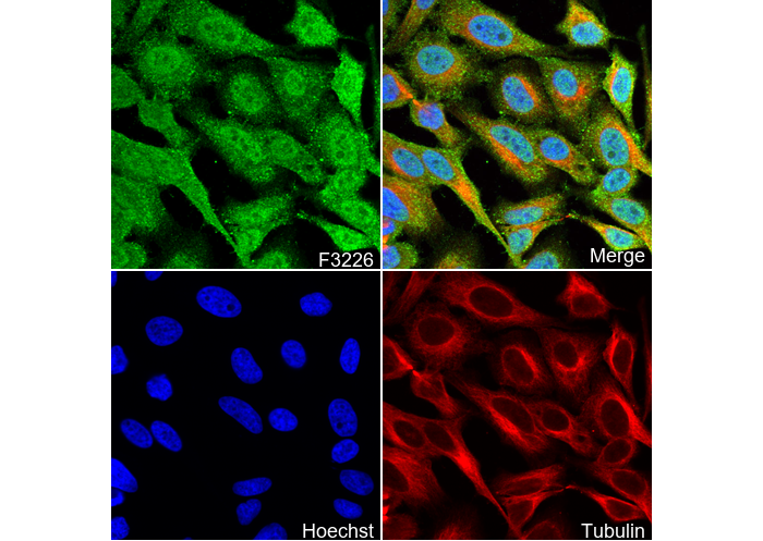Cofilin Antibody
