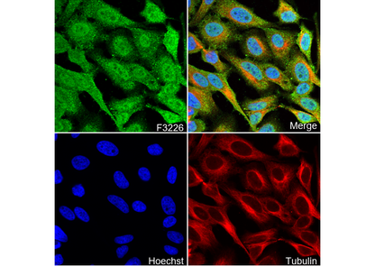 Cofilin Antibody
