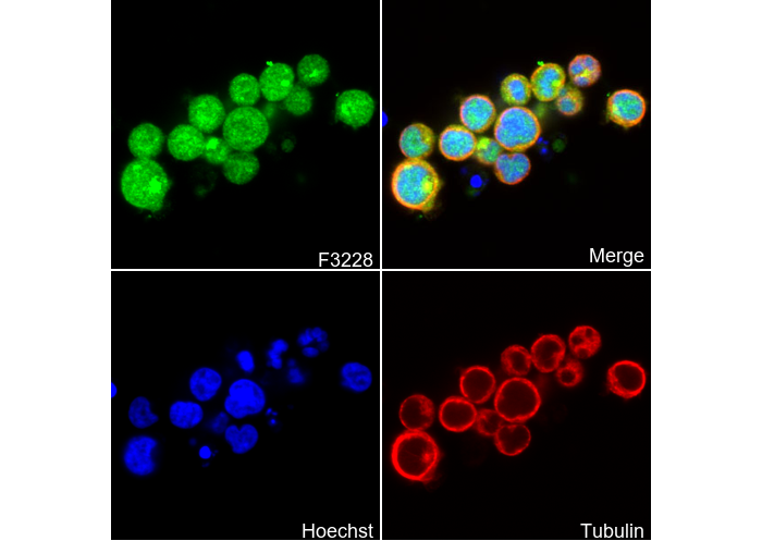 MyD88 Antibody