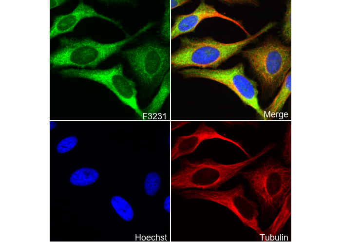 Caveolin-1 Antibody