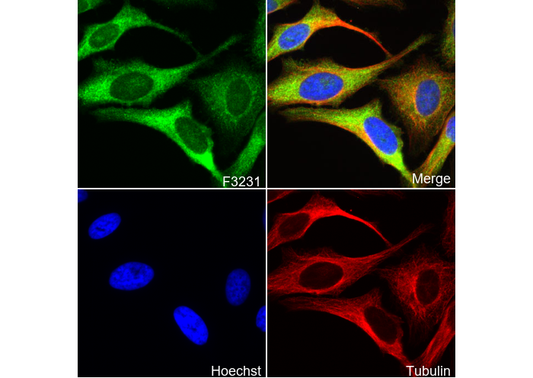 Caveolin-1 Antibody