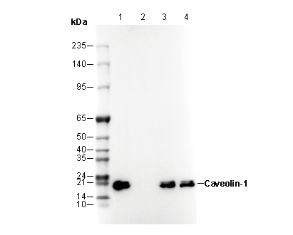 Caveolin-1 Antibody