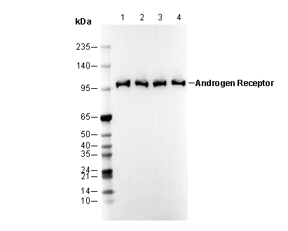 Androgen Receptor Antibody