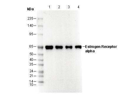 Estrogen Receptor α Antibody