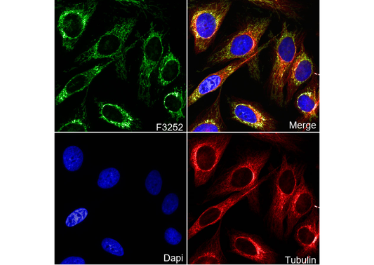 TOMM20 Antibody