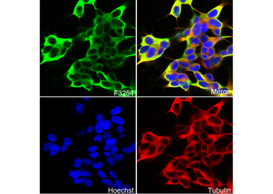 βIII-Tubulin Antibody