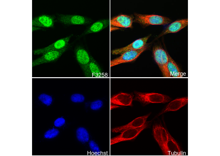 Cdk6 Antibody