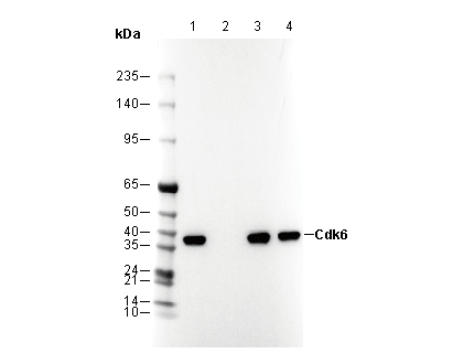 Cdk6 Antibody