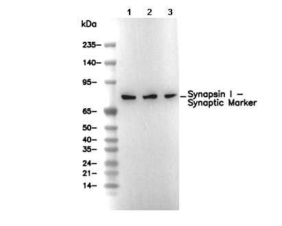 Synapsin I - Synaptic Marker Antibody