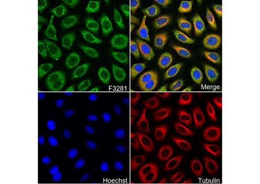Arc Antibody