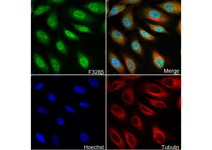 Phospho-Raf1 (Ser259) Antibody