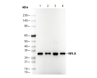RPL8 Antibody
