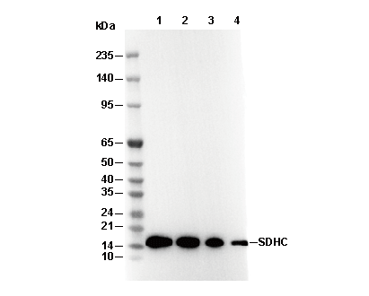 SDHC Antibody