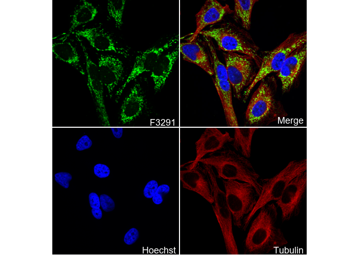 CLPX Antibody
