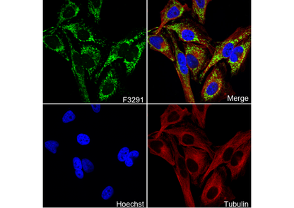 CLPX Antibody